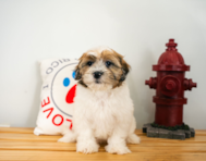 12 week old Shih Poo Puppy For Sale - Puppy Love PR