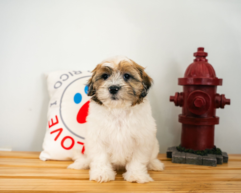 Cute Shoodle Poodle Mix Puppy