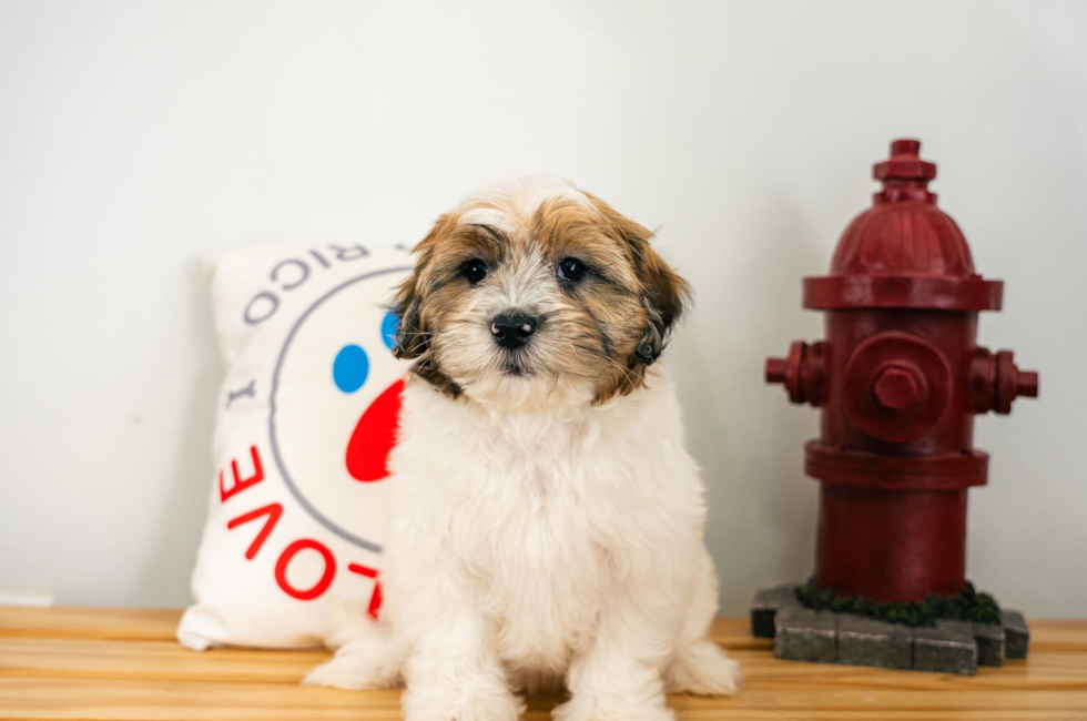 12 week old Shih Poo Puppy For Sale - Puppy Love PR