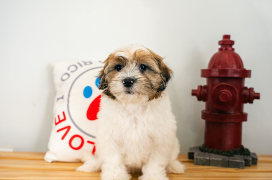 Best Shih Poo Baby