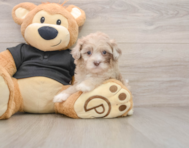 8 week old Shih Poo Puppy For Sale - Puppy Love PR