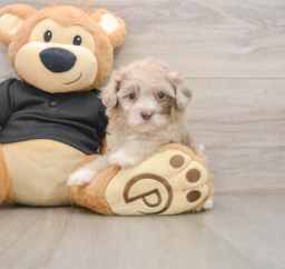 9 week old Shih Poo Puppy For Sale - Puppy Love PR