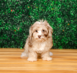 10 week old Shih Poo Puppy For Sale - Puppy Love PR