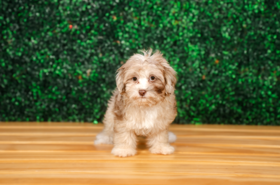 Shih Poo Pup Being Cute