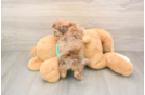 Best Shih Poo Baby