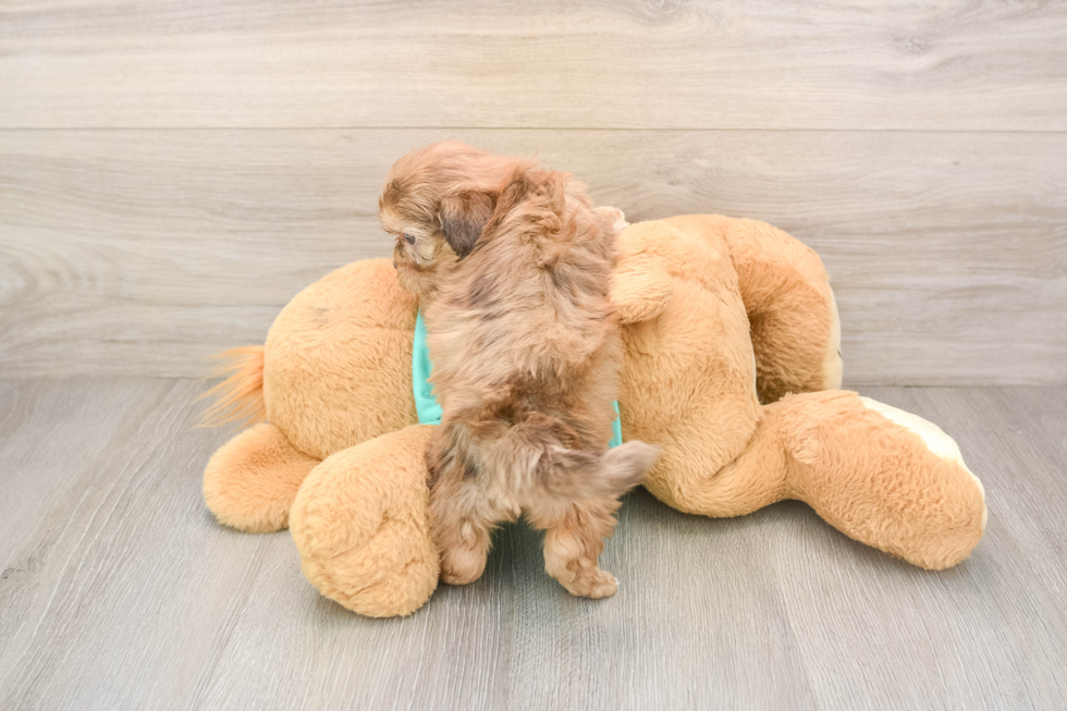 Best Shih Poo Baby