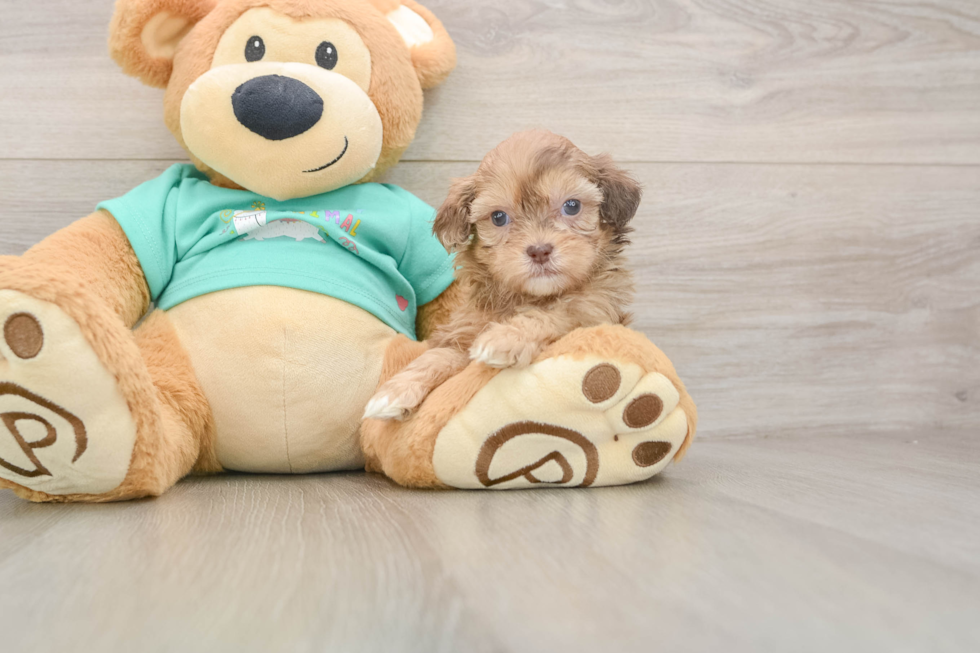 Shih Poo Pup Being Cute