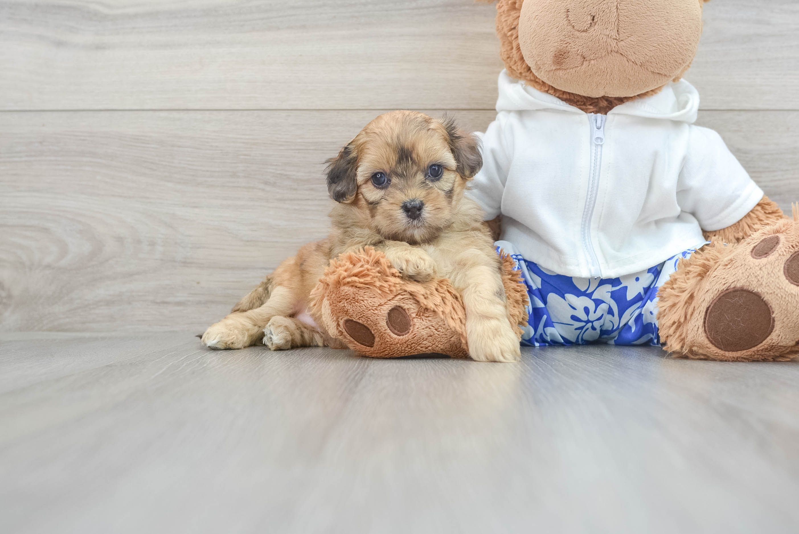 Best Shih Poo Baby