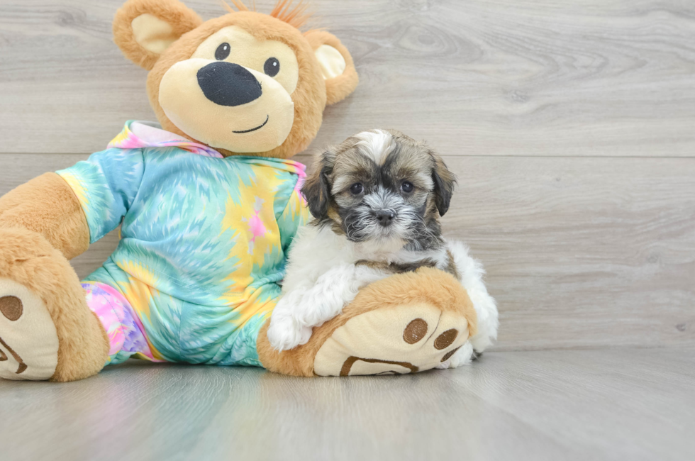 6 week old Shih Poo Puppy For Sale - Puppy Love PR