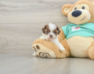 8 week old Shih Poo Puppy For Sale - Puppy Love PR