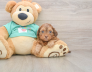 7 week old Shih Poo Puppy For Sale - Puppy Love PR