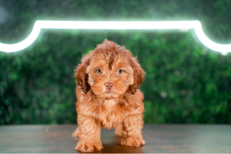 Cute Shih Poo Baby