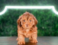 9 week old Shih Poo Puppy For Sale - Puppy Love PR