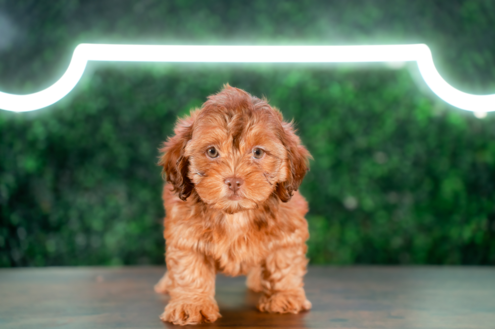 Cute Shih Poo Baby