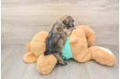Smart Shih Poo Poodle Mix Pup