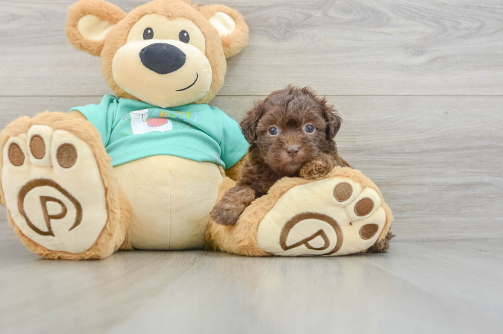 5 week old Shih Poo Puppy For Sale - Puppy Love PR