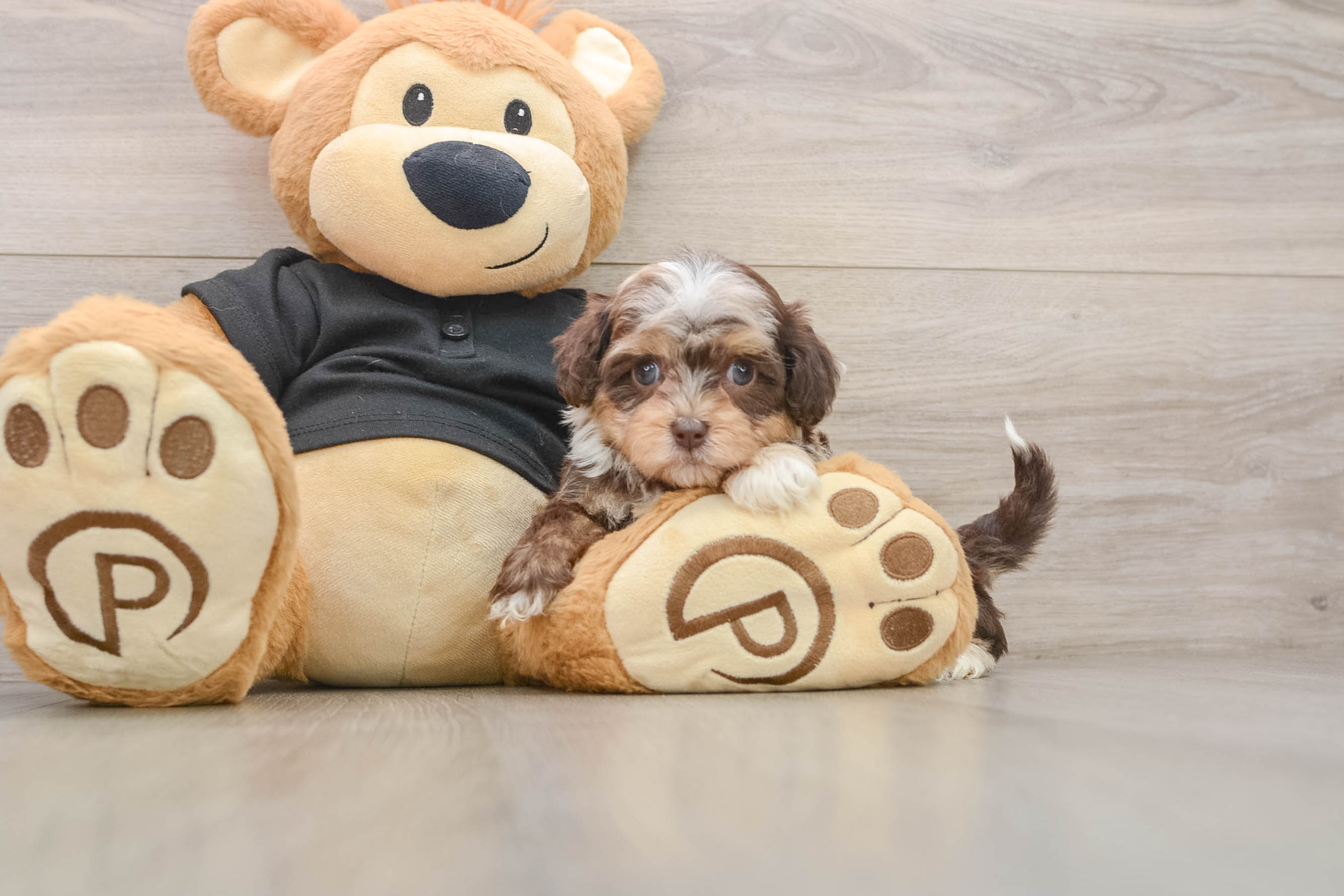 Best Shih Poo Baby