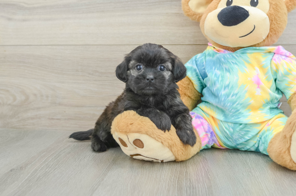 5 week old Shih Poo Puppy For Sale - Puppy Love PR