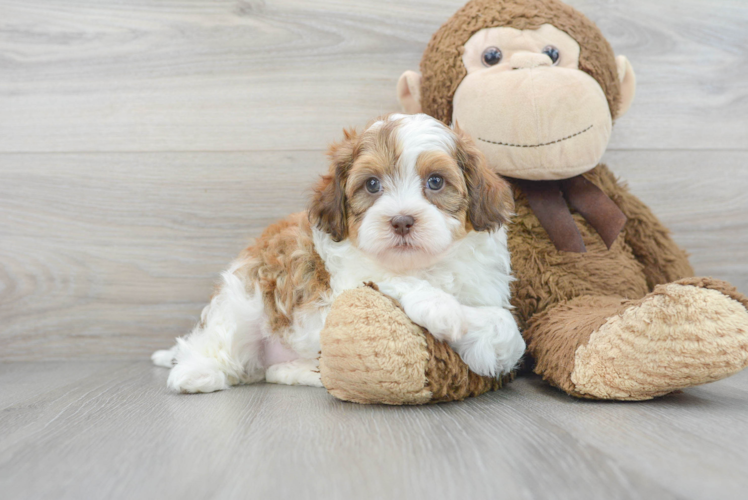 Funny Shih Poo Poodle Mix Pup