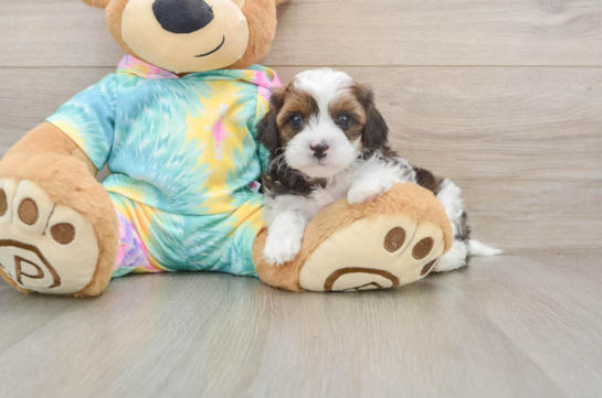 FINN, compañero(a) de camada de Shih Poo