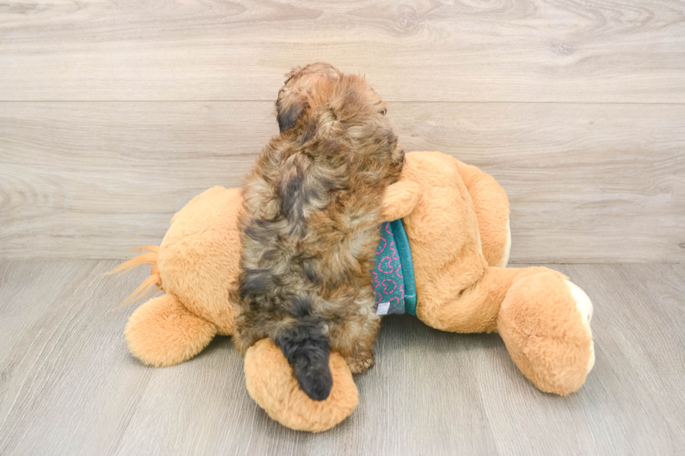 Shih Poo Puppy for Adoption