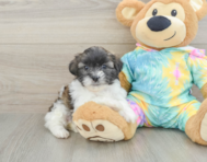 6 week old Shih Poo Puppy For Sale - Puppy Love PR