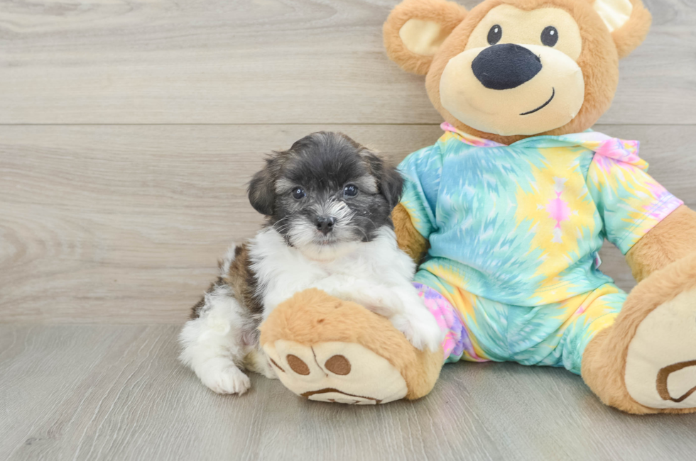 5 week old Shih Poo Puppy For Sale - Puppy Love PR