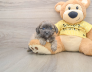 7 week old Shih Poo Puppy For Sale - Puppy Love PR