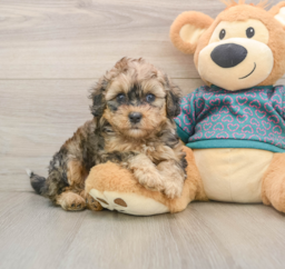 8 week old Shih Poo Puppy For Sale - Puppy Love PR