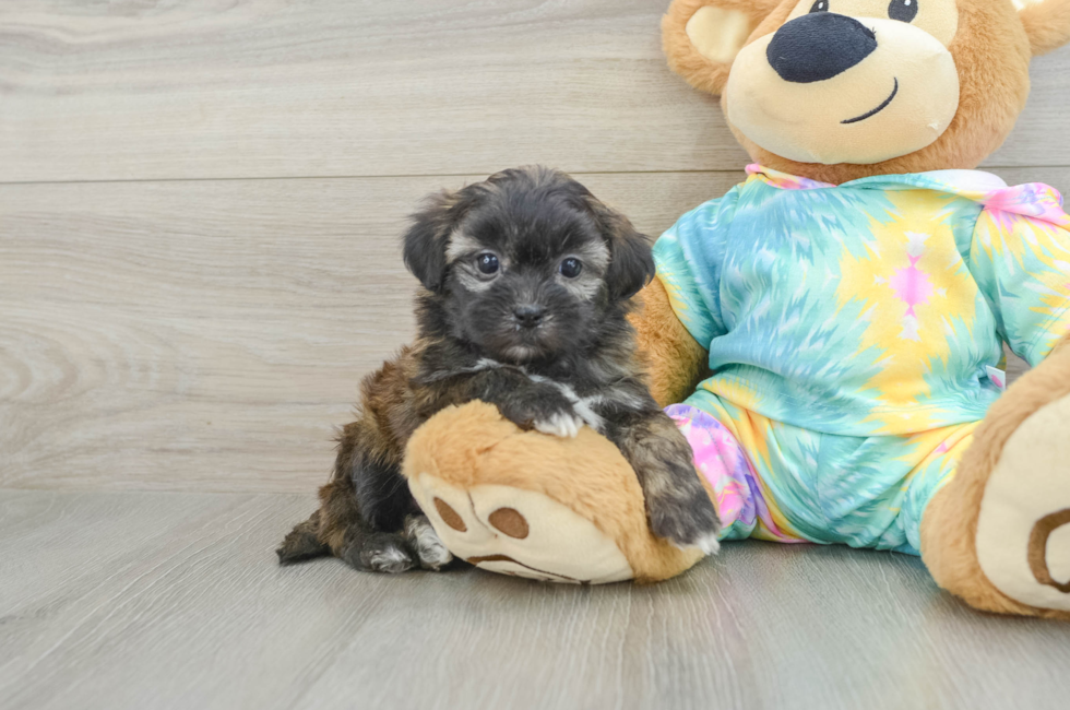 5 week old Shih Poo Puppy For Sale - Puppy Love PR