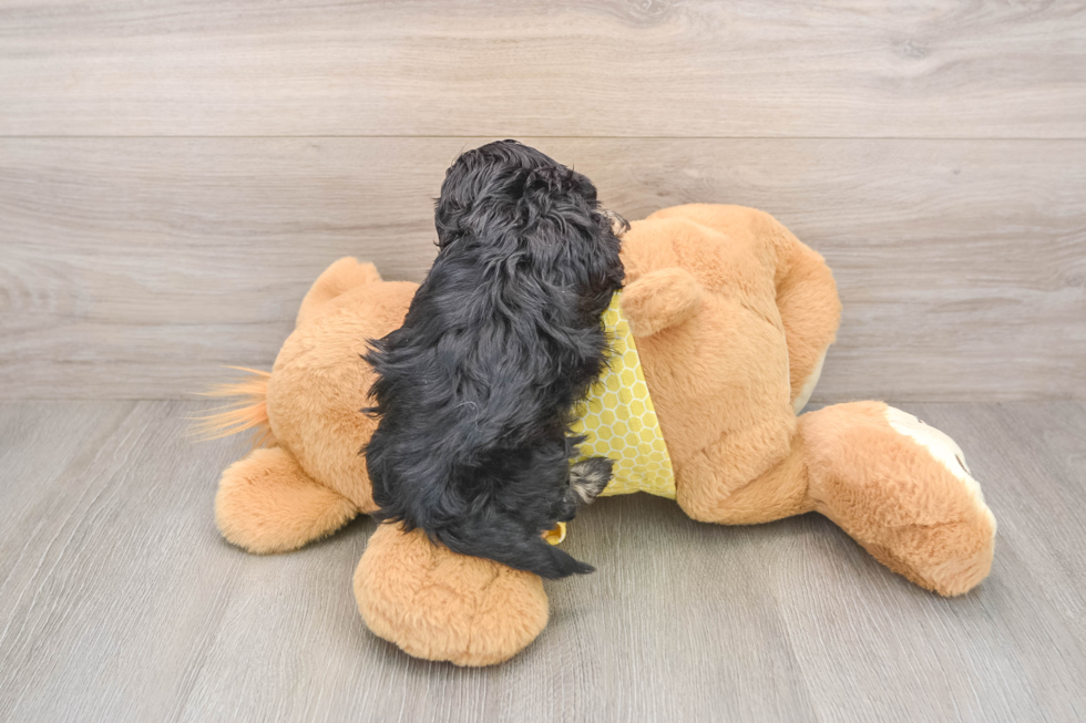 Hypoallergenic Shihpoo Poodle Mix Puppy