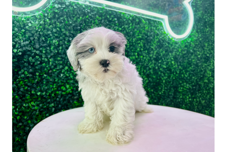 Cute Shih Poo Baby