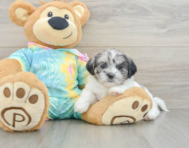 6 week old Shih Poo Puppy For Sale - Puppy Love PR