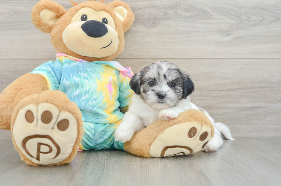 5 week old Shih Poo Puppy For Sale - Puppy Love PR