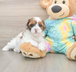 8 week old Shih Poo Puppy For Sale - Puppy Love PR