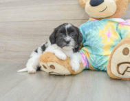 6 week old Shih Poo Puppy For Sale - Puppy Love PR