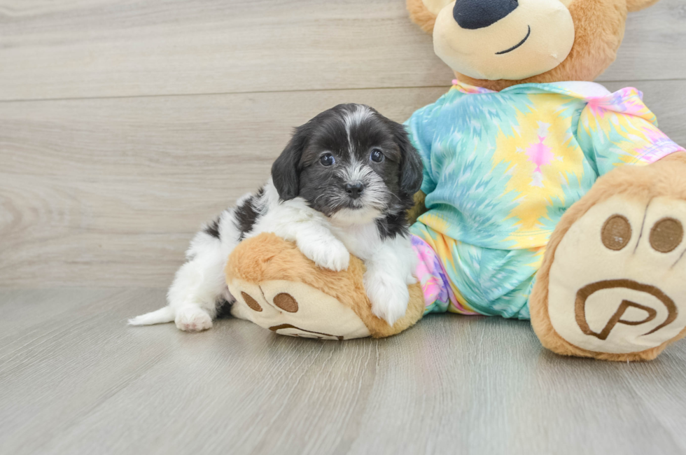 5 week old Shih Poo Puppy For Sale - Puppy Love PR