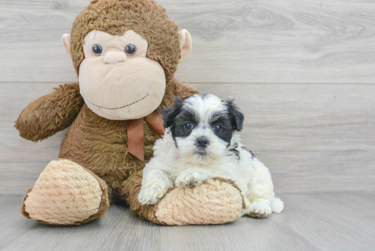 Adorable Shih Poo Poodle Mix Puppy