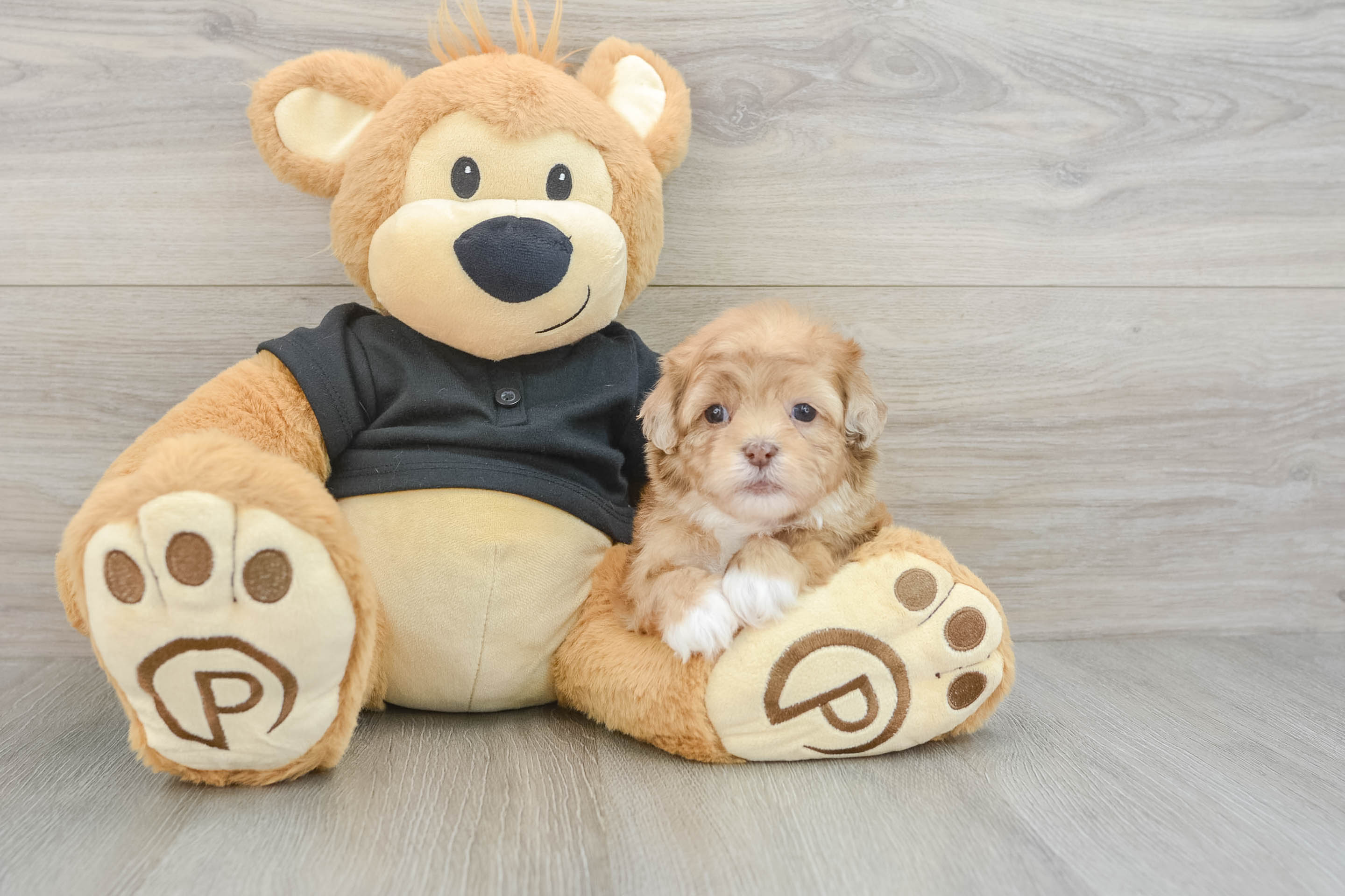 Best Shih Poo Baby