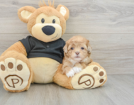 6 week old Shih Poo Puppy For Sale - Puppy Love PR