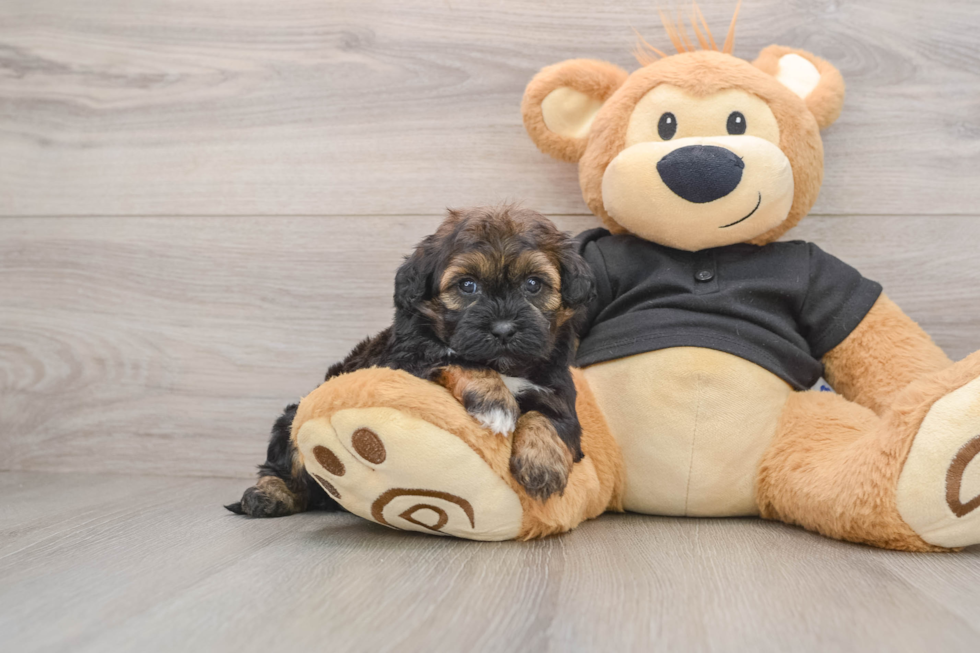 Shih Poo Puppy for Adoption