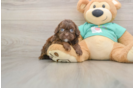 Petite Shih Poo Poodle Mix Pup