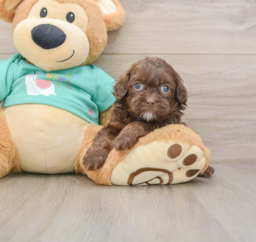 8 week old Shih Poo Puppy For Sale - Puppy Love PR