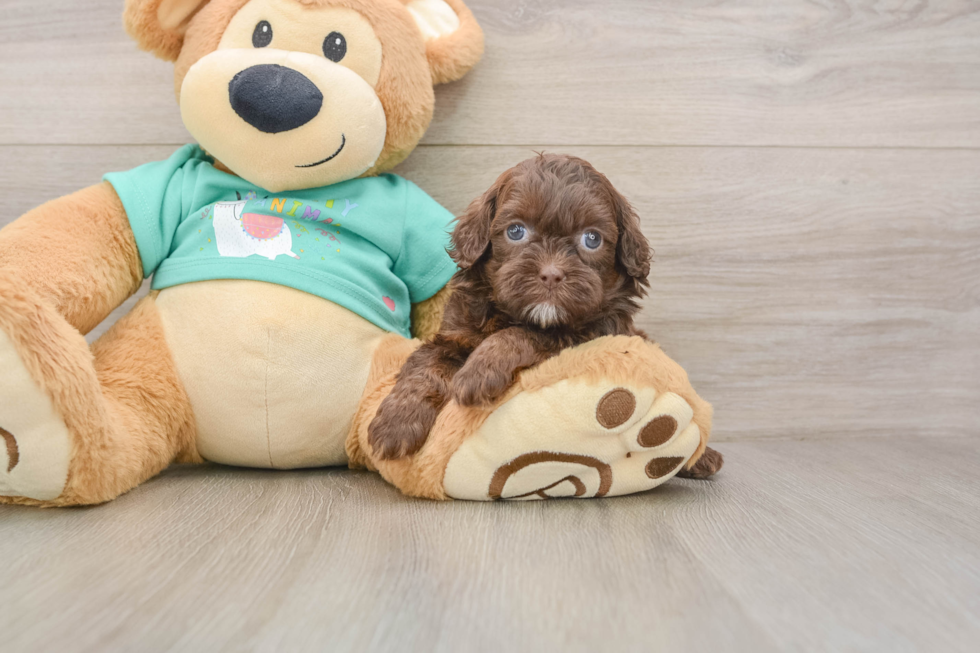 Best Shih Poo Baby