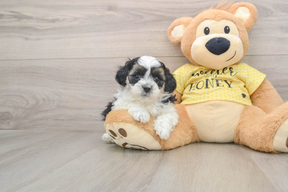 Shih Poo Puppy for Adoption
