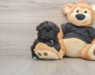 5 week old Shih Poo Puppy For Sale - Puppy Love PR