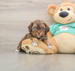 8 week old Shih Poo Puppy For Sale - Puppy Love PR
