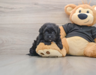 5 week old Shih Poo Puppy For Sale - Puppy Love PR
