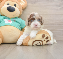 7 week old Shih Poo Puppy For Sale - Puppy Love PR