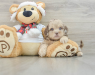 6 week old Shih Poo Puppy For Sale - Puppy Love PR